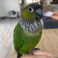 Conure molinae / rupiccola/ lépida #5