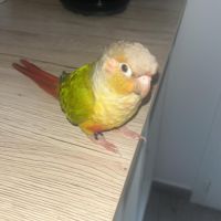 Conure molinae / rupiccola/ lépida #6