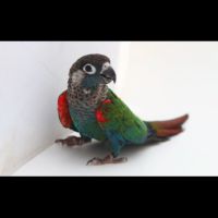 Conure molinae / rupiccola/ lépida #10