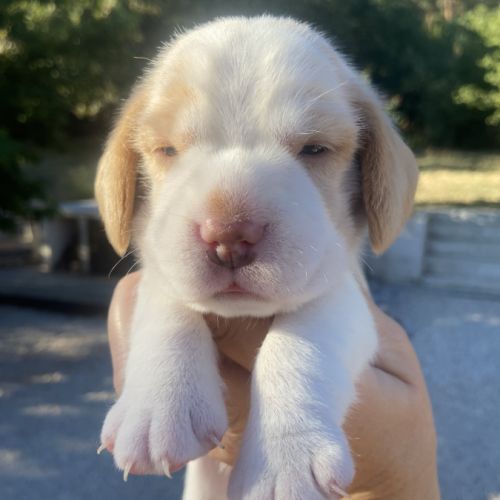 Magnifiques chiots beagle pour la compagnie #3