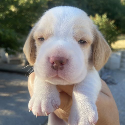Magnifiques chiots beagle pour la compagnie