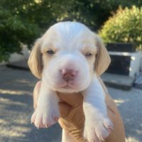 Magnifiques chiots beagle pour la compagnie #1