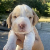 Magnifiques chiots beagle pour la compagnie #2