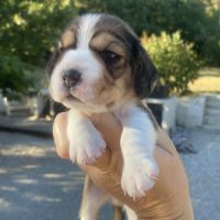 Magnifiques chiots beagle pour la compagnie #5