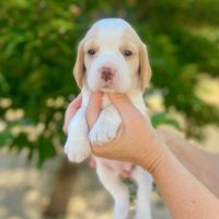 Magnifiques chiots beagle pour la compagnie