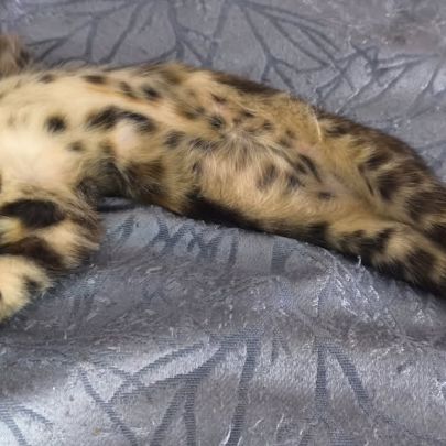 Zelda, adorable chaton à l'adoption #2
