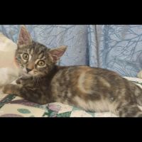 Zelda, adorable chaton à l'adoption
