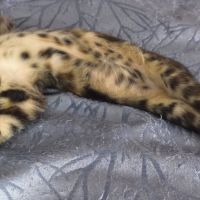 Zelda, adorable chaton à l'adoption #2