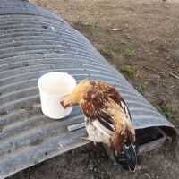 Coq sussex