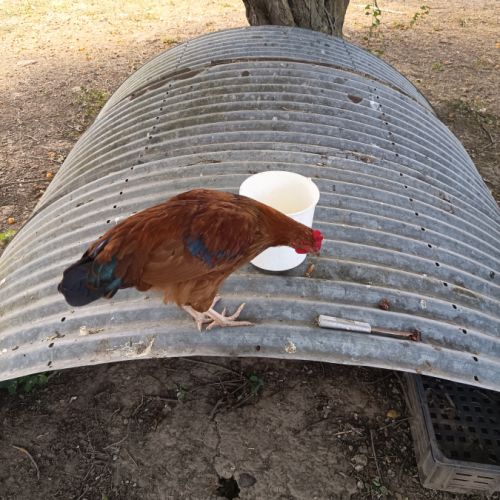 Jeune coq roux #2
