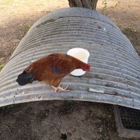 Jeune coq roux #2