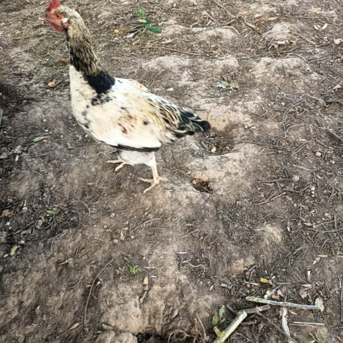 Jeune coq #0