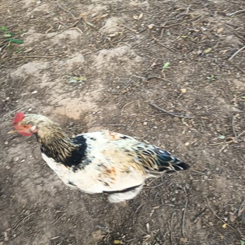 Jeune coq #2