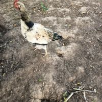 Jeune coq