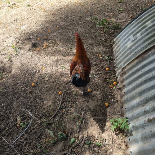 Coq marans #1