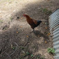 Coq marans