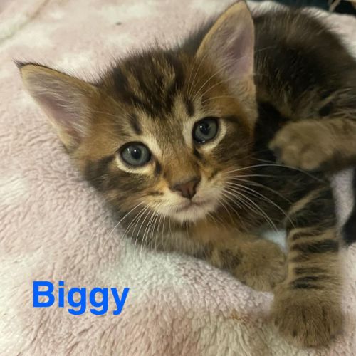Chaton biggy #0