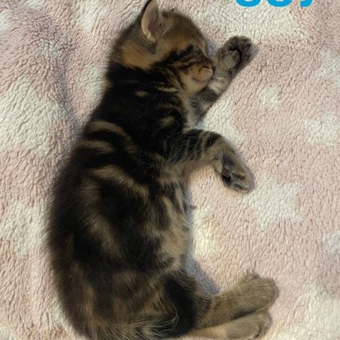 Chaton biggy #2
