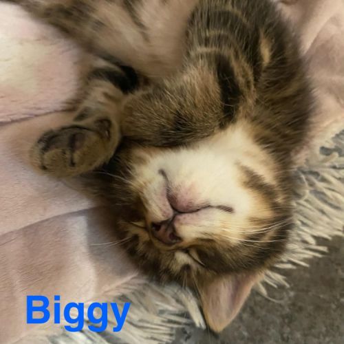 Chaton biggy #3