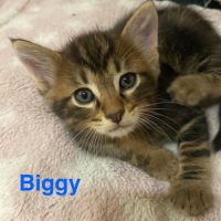 Chaton biggy