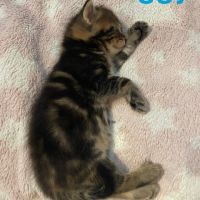 Chaton biggy #2