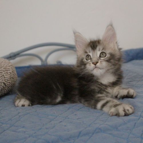 Chaton loof #1