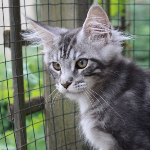 Chaton loof #1