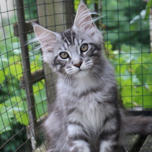 Chaton loof #2