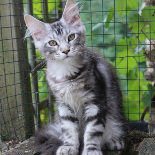 Chaton loof #3