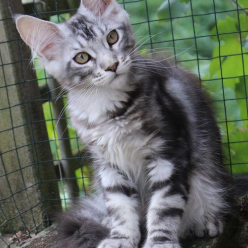 Chaton loof #4