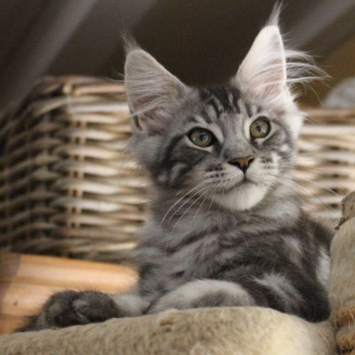 Chaton loof #6