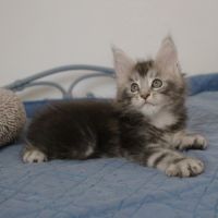 Chaton loof #1