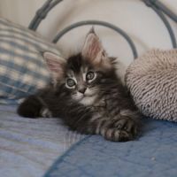 Chaton loof