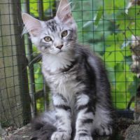 Chaton loof #3