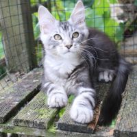 Chaton loof #5