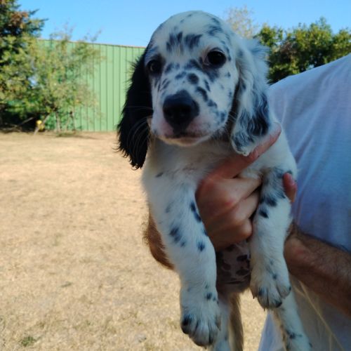 Chiots setter anglais à vendre #0