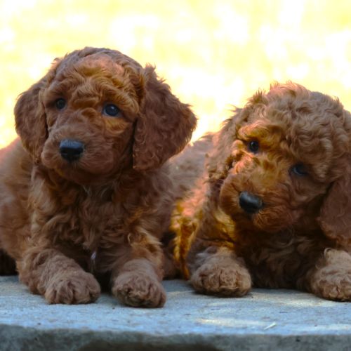 A réserver magnifiques chiot canche moyen fauve #2