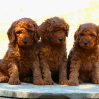 A réserver magnifiques chiot canche moyen fauve