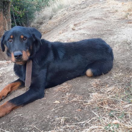 A vendre mâle race beauceron #0
