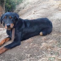 A vendre mâle race beauceron