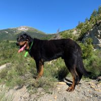 A vendre mâle race beauceron #2