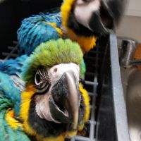 Femelle ara ararauna à réserver