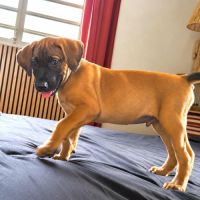 Banjo, le pot de colle