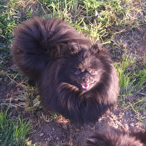 À réserver chiots spitz allemand petit gabarit #1