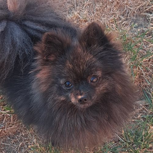 À réserver chiots spitz allemand petit gabarit #2