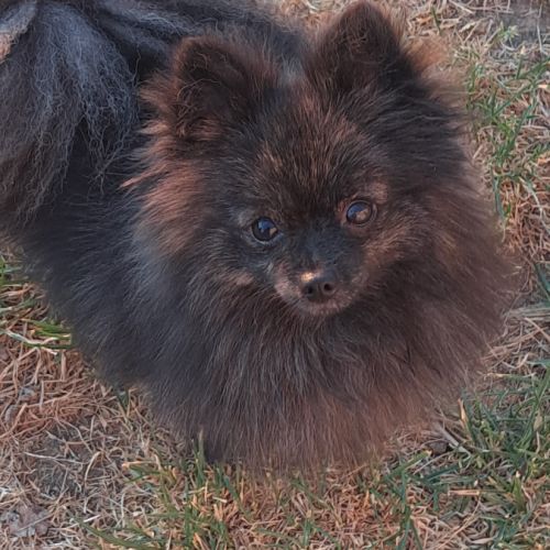 À réserver chiots spitz allemand petit gabarit #3
