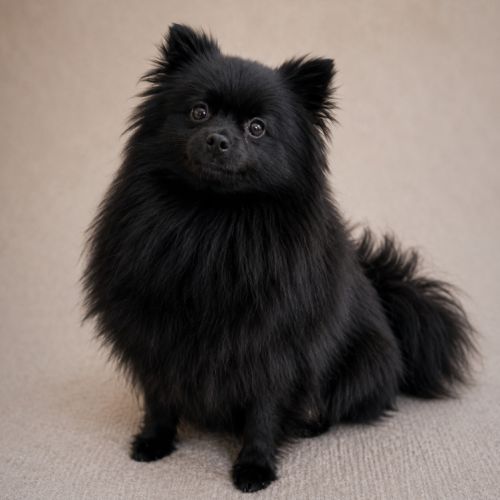 À réserver chiots spitz allemand petit gabarit #4