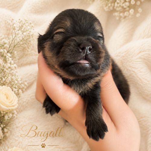 À réserver chiots spitz allemand petit gabarit #6