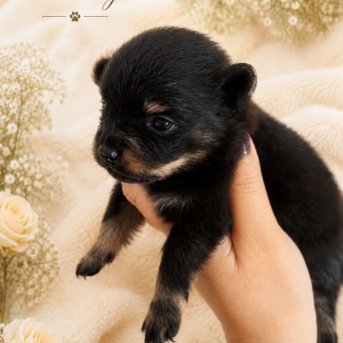 À réserver chiots spitz allemand petit gabarit #9
