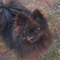 À réserver chiots spitz allemand petit gabarit #2